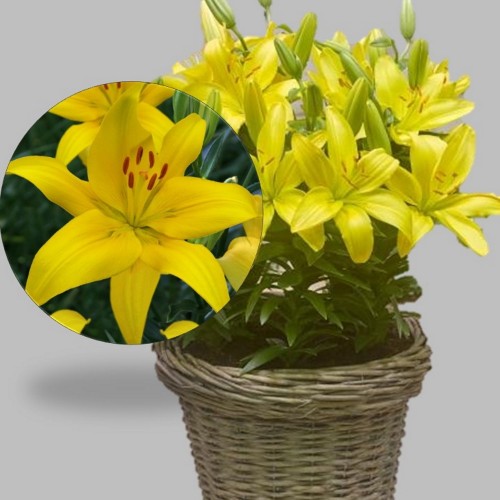 Lilium asiatic 'FantAsiatic Yellow' - Aasia liilia 'FantAsiatic Yellow' C1/1L